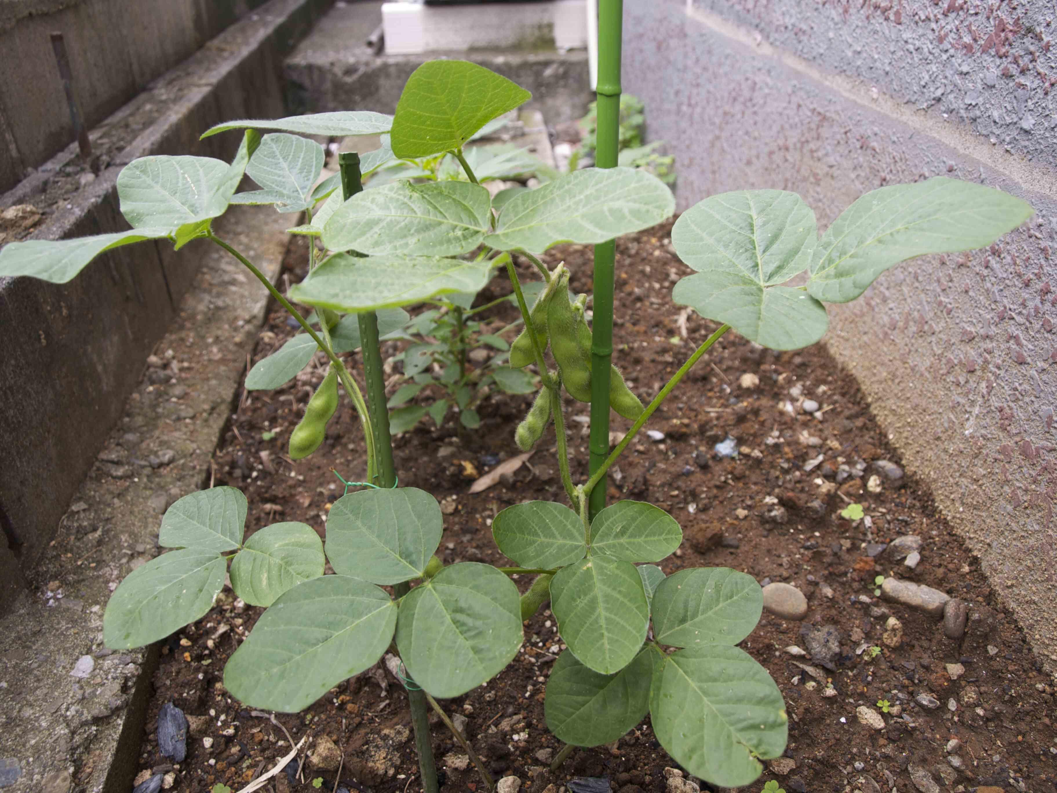 枝豆の数が増えました 暮らしっく不動産農業部 暮らしっく不動産