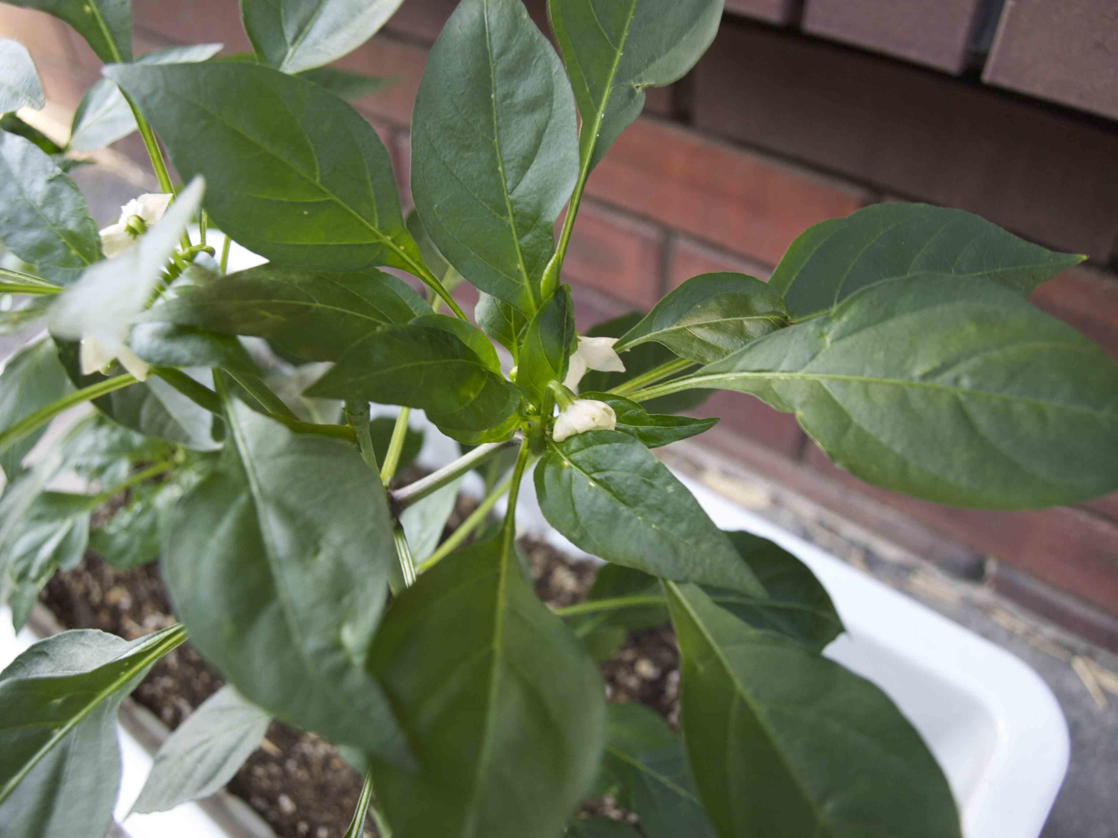 唐辛子の茎が折られた 暮らしっく不動産農業部 暮らしっく不動産